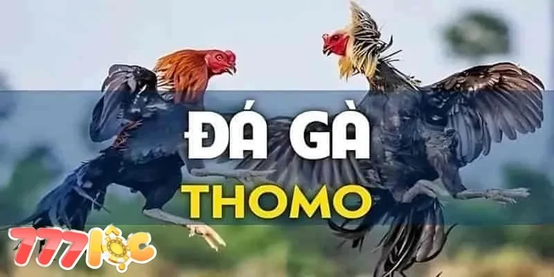 đá gà thomo