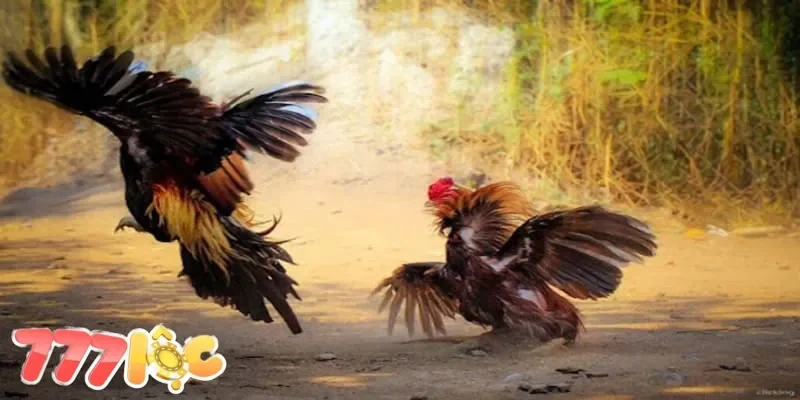 Đá gà cựa non Đá gà cựa non